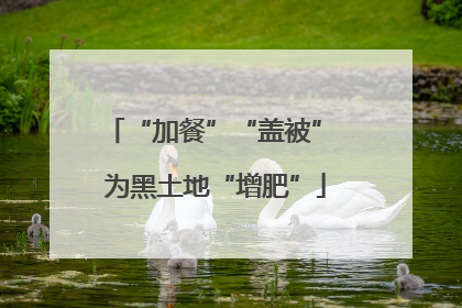 “加餐”“盖被” 为黑土地“增肥”