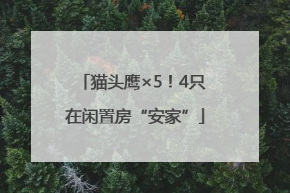 猫头鹰×5！4只在闲置房“安家”