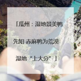 瓜州：湿地景美鸭先知 赤麻鸭为荒漠湿地“上大分”