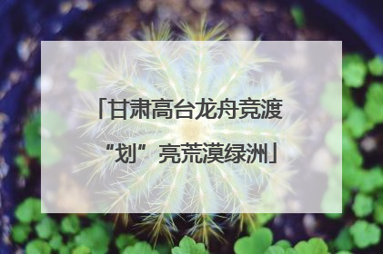甘肃高台龙舟竞渡“划”亮荒漠绿洲