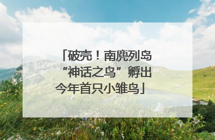 破壳！南麂列岛“神话之鸟”孵出今年首只小雏鸟