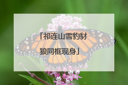 祁连山雪豹豺狼同框现身
