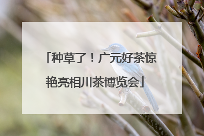 种草了！广元好茶惊艳亮相川茶博览会
