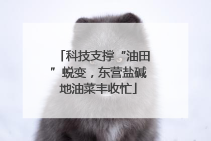 科技支撑“油田”蜕变，东营盐碱地油菜丰收忙