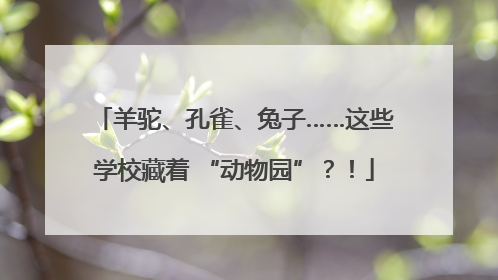 羊驼、孔雀、兔子……这些学校藏着 “动物园”？！