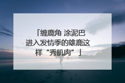 缠鹿角 涂泥巴 进入发情季的雄鹿这样“秀肌肉”