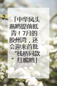 中华凤头燕鸥提前抵青！7月的胶州湾，还会迎来首批“栈桥同款”红嘴鸥