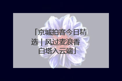 京城拍客今日精选｜风过麦浪香 白塔入云端