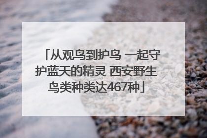 从观鸟到护鸟 一起守护蓝天的精灵 西安野生鸟类种类达467种