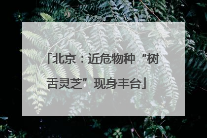 北京：近危物种“树舌灵芝”现身丰台