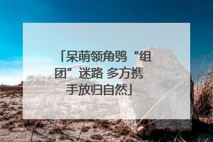 呆萌领角鸮“组团”迷路 多方携手放归自然