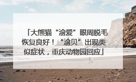 大熊猫“渝爱”眼周脱毛恢复良好！“渝贝”出现类似症状，重庆动物园回应