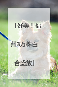 好美！福州3万株百合盛放