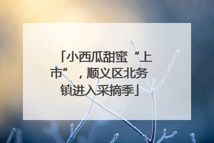 小西瓜甜蜜“上市”，顺义区北务镇进入采摘季