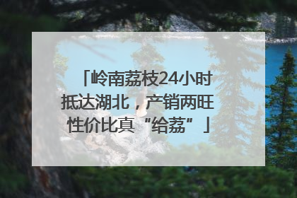 岭南荔枝24小时抵达湖北，产销两旺性价比真“给荔”