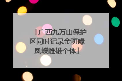 广西九万山保护区同时记录金斑喙凤蝶雌雄个体