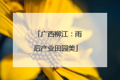 广西柳江：雨后产业田园美