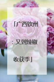 广西钦州：又到辣椒收获季