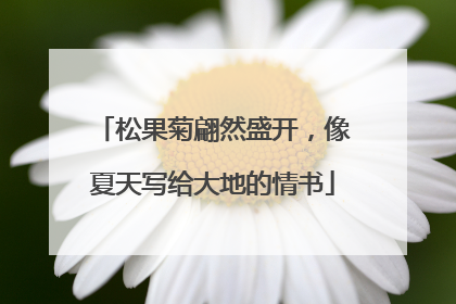松果菊翩然盛开，像夏天写给大地的情书