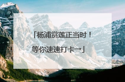 杨浦赏莲正当时！等你速速打卡→