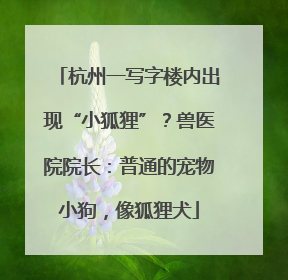 杭州一写字楼内出现“小狐狸”？兽医院院长：普通的宠物小狗，像狐狸犬