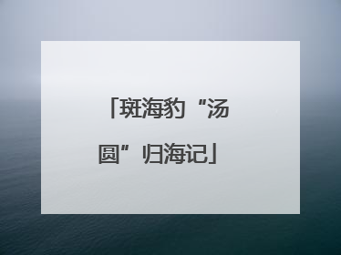 斑海豹“汤圆”归海记