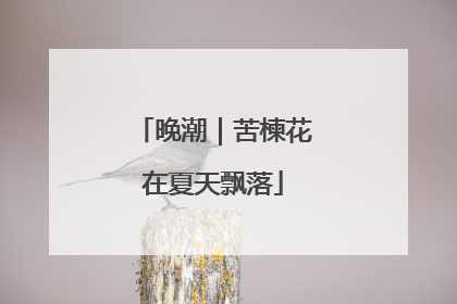 晚潮｜苦楝花在夏天飘落