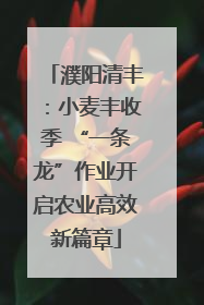 濮阳清丰：小麦丰收季 “一条龙”作业开启农业高效新篇章