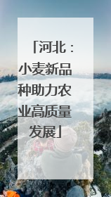 河北：小麦新品种助力农业高质量发展