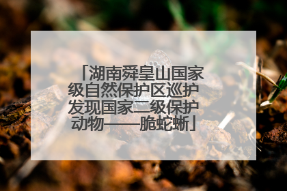 湖南舜皇山国家级自然保护区巡护发现国家二级保护动物——脆蛇蜥