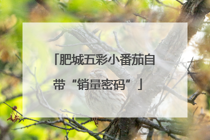 肥城五彩小番茄自带“销量密码”
