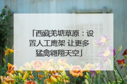 西藏羌塘草原：设置人工鹰架 让更多猛禽翱翔天空