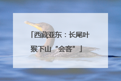 西藏亚东：长尾叶猴下山“会客”