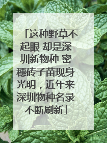 这种野草不起眼 却是深圳新物种 密穗砖子苗现身光明，近年来深圳物种名录不断刷新