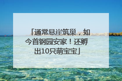 通常悬崖筑巢，如今首钢园安家！还孵出10只萌宝宝