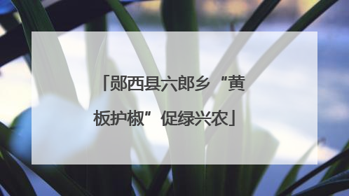 郧西县六郎乡“黄板护椒”促绿兴农
