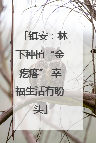 镇安：林下种植“金疙瘩” 幸福生活有盼头
