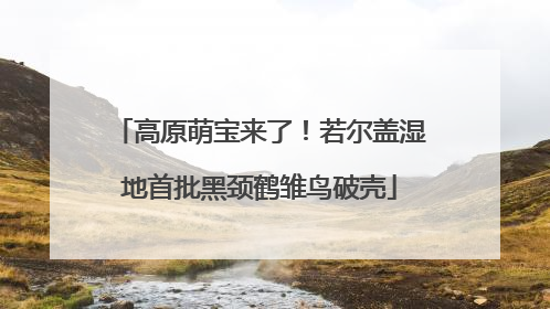 高原萌宝来了！若尔盖湿地首批黑颈鹤雏鸟破壳